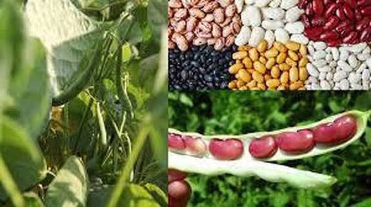 لرستان رتبه دوم کشور در تولید لوبیا