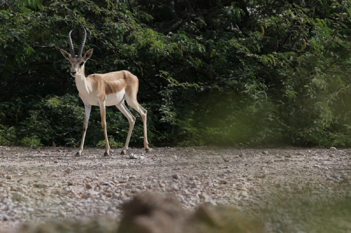 شکارچیانِ آهو در سمنان پیش از شکار دستگیر شدند