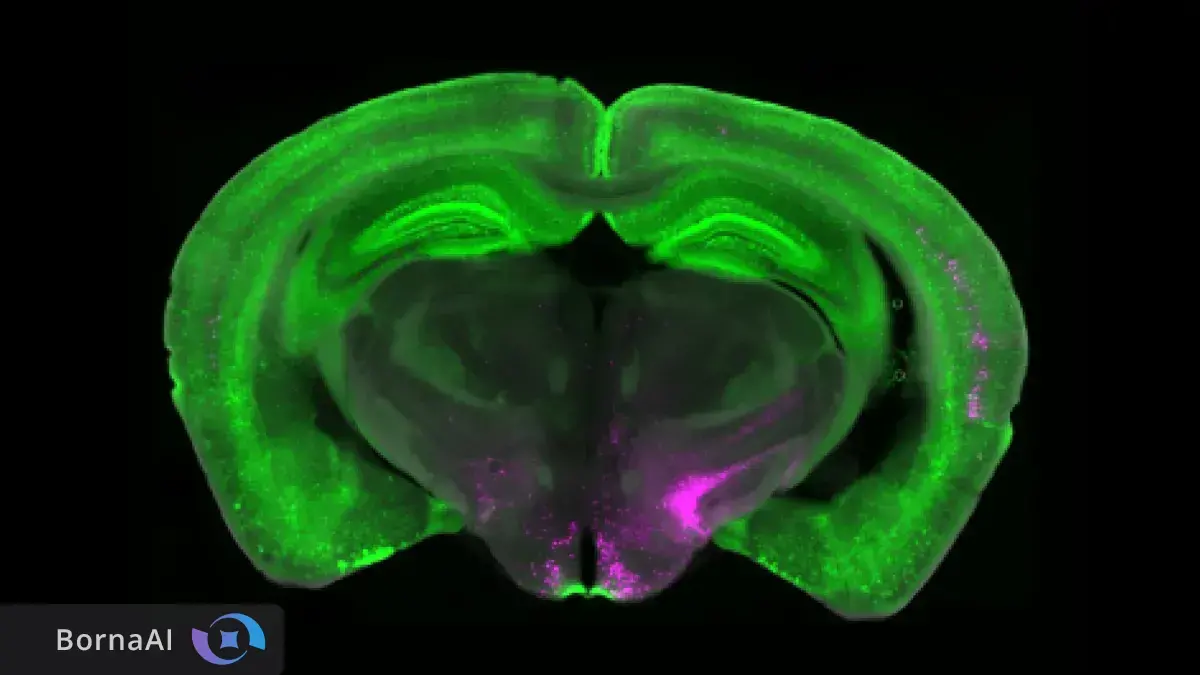 کلید خاموش‌کننده درد در مغز کشف شد!