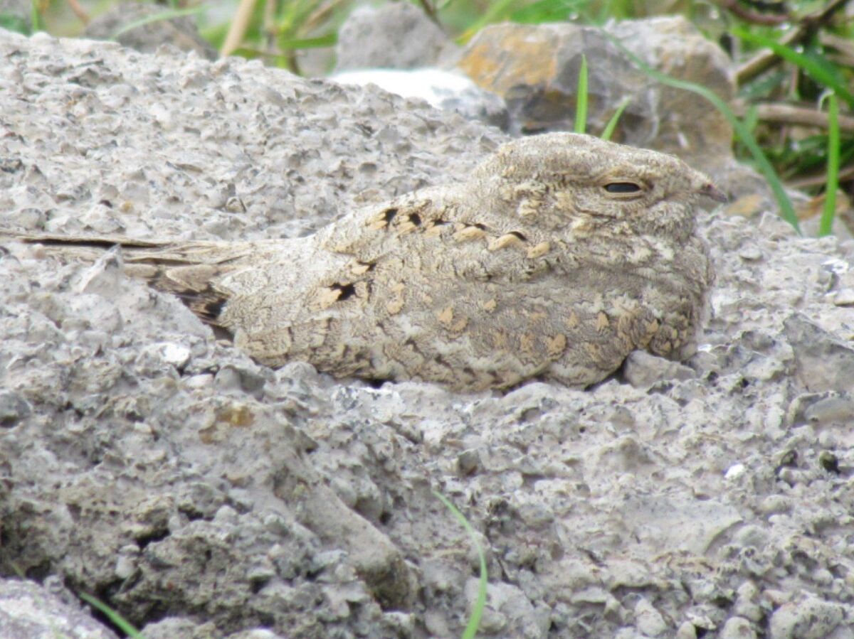 بازگشت شگفت‌انگیز شبگرد مصری به گیلان پس از شصت سال