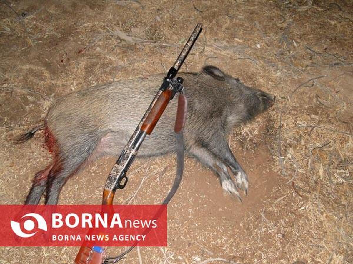شکارچی غیرمجاز گراز در کنگاور دستگیر شد/ ضبط سلاح و ادوات شکار