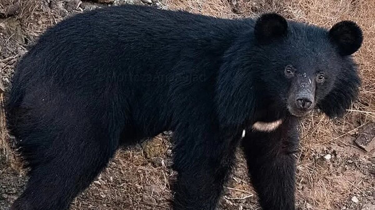 حمله خرس سیاه آسیایی به دام‌های روستایی در شهرستان رودان