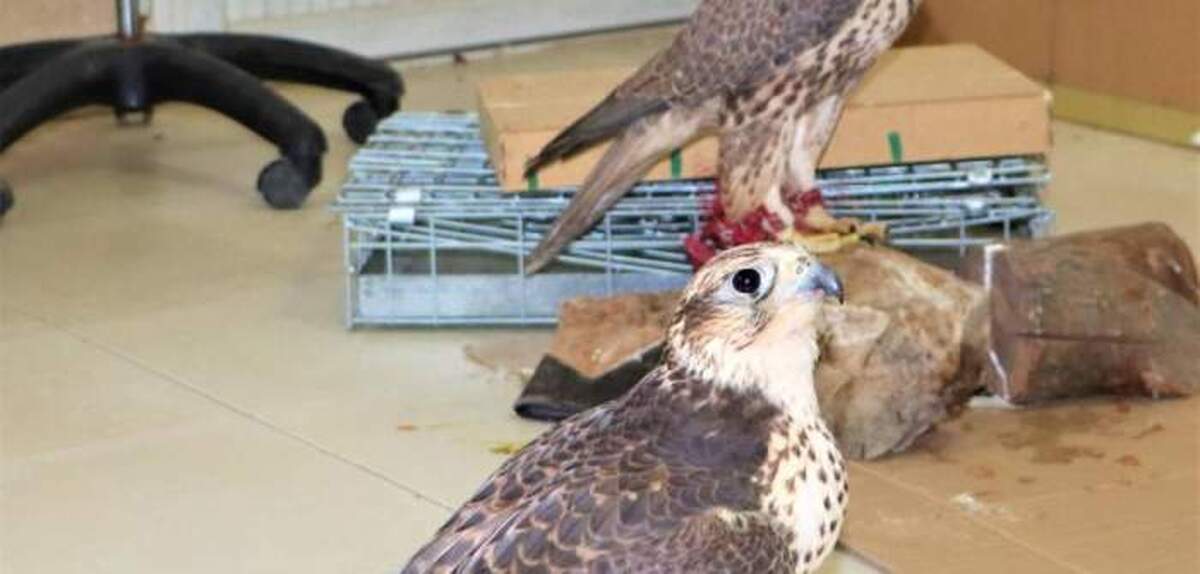 تعیین حداکثر مجازات برای متخلفان زنده‌گیری پرندگان شکاری