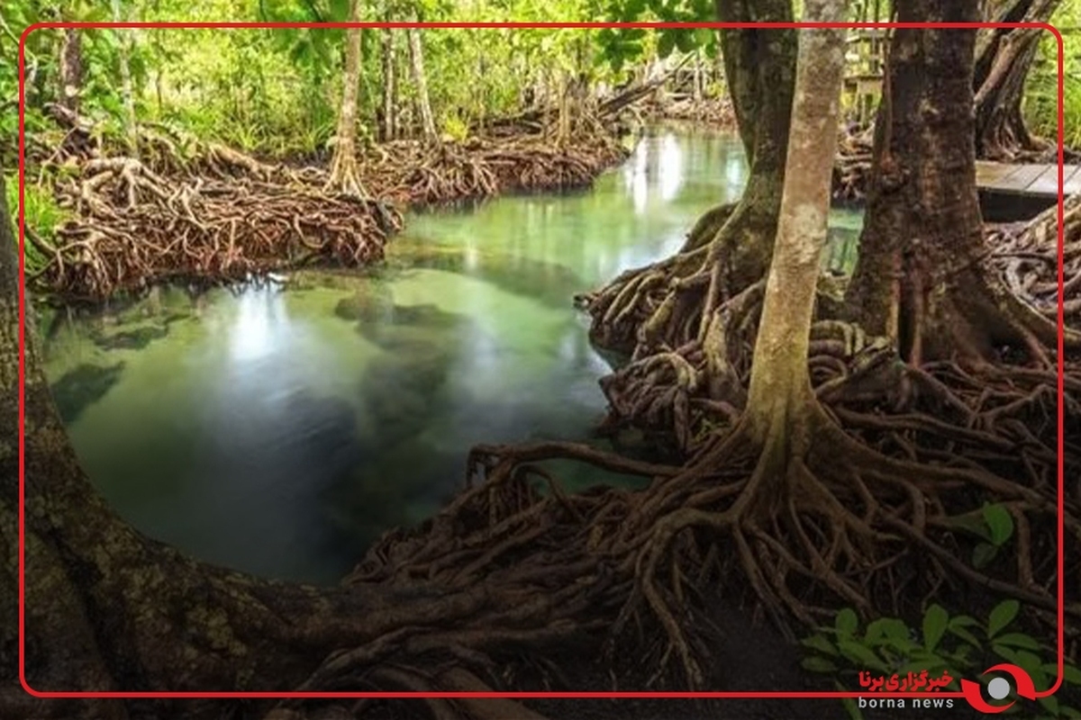 جنگل زیبای حرا درجزیره قشم