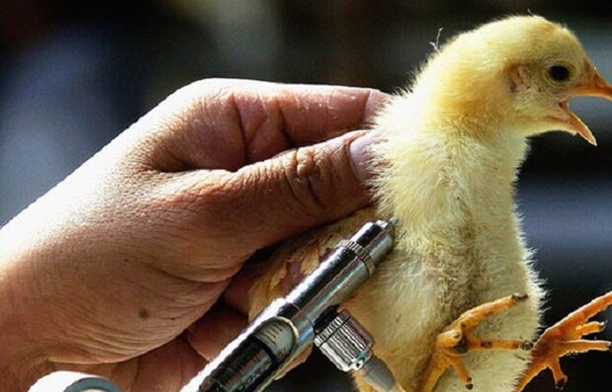 سالانه ۱۱ میلیارد قطعه جوجه در کشور واکسینه می شود