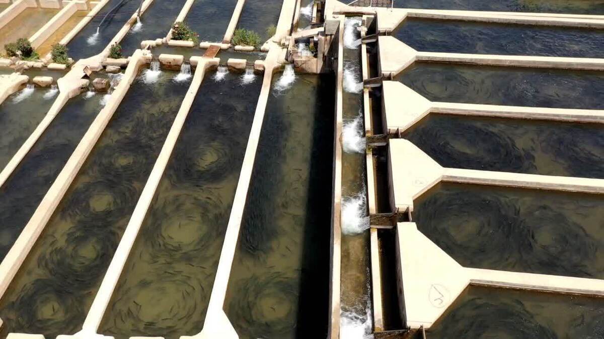 چهارمحال و بختیاری پیشگام تکمیل زنجیره ارزش ماهیان سردآبی کشور