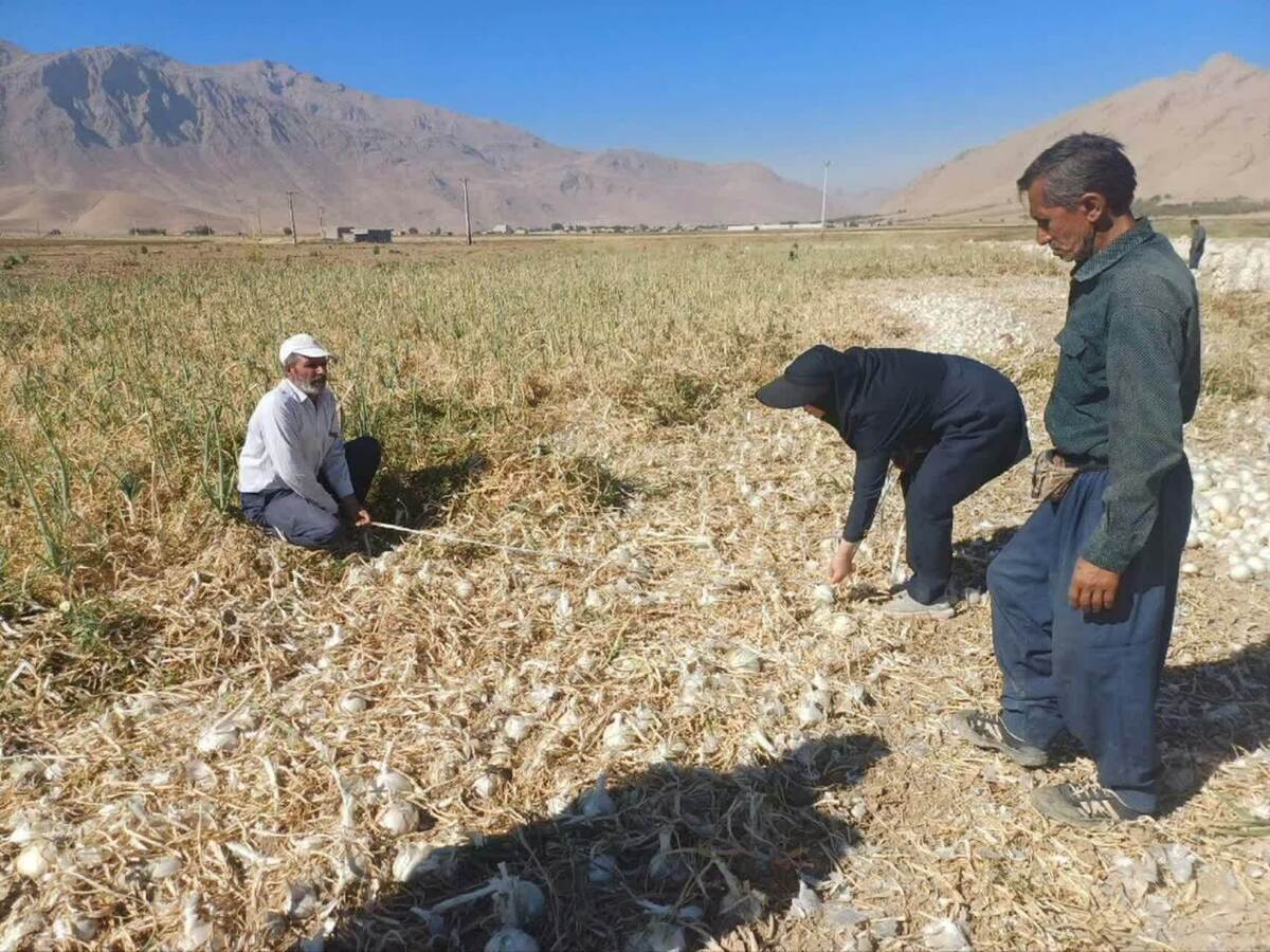 ثبت رکورد بی‌سابقه برداشت پیاز در شهرستان کیار