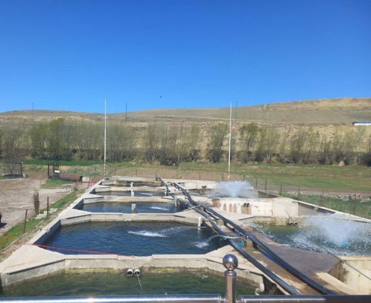 پرورش ماهی در استخرهای ذخیره آب؛ طرحی نو برای رونق کشاورزی دشتستان