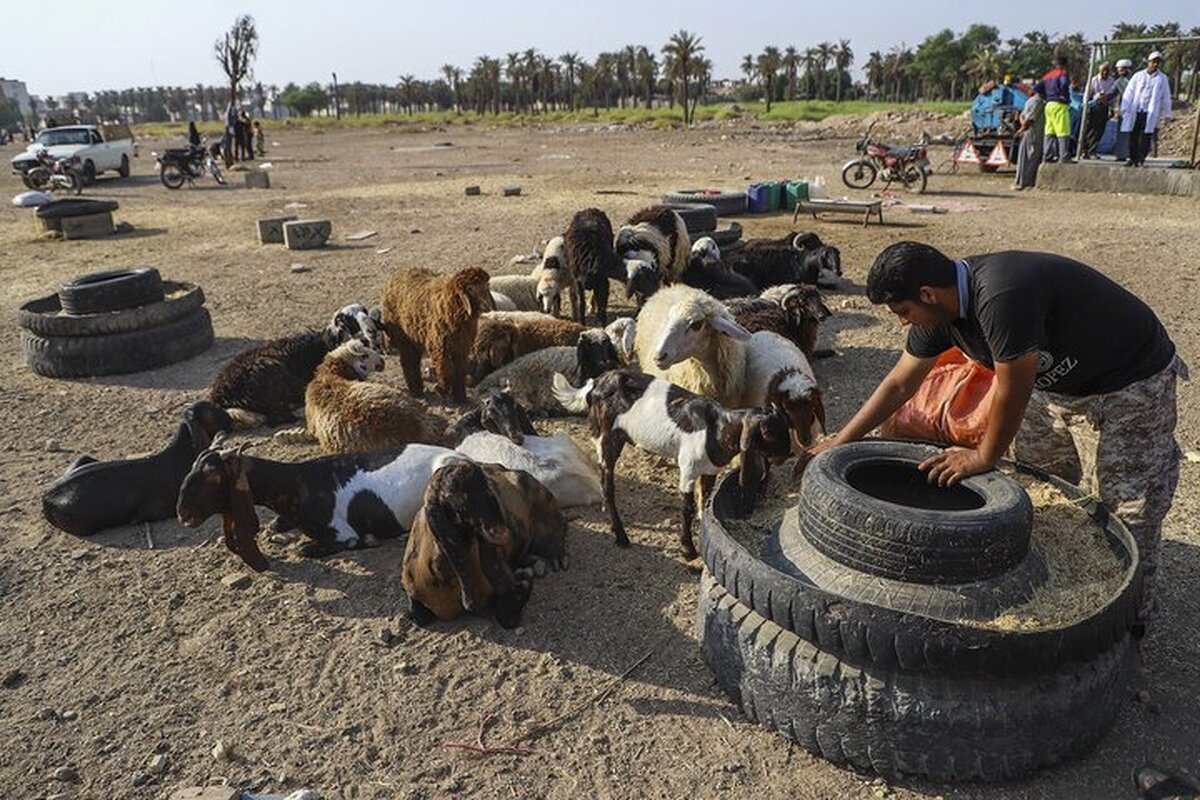 معابر زابل؛ قربانگاه سلامت عمومی