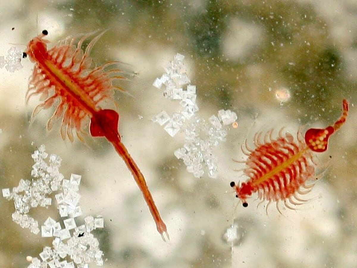 طلوع اقتصاد آبی ایران با آرتمیا؛ از دریاچه ارومیه تا سواحل مکران