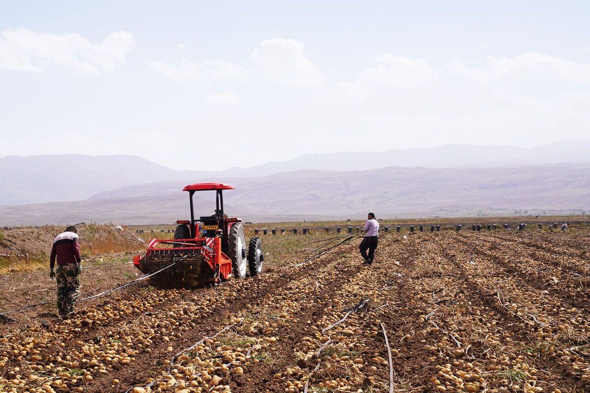 کسب رتبه نخست در تولید سیب‌زمینی بذری توسط چهارمحال و بختیاری