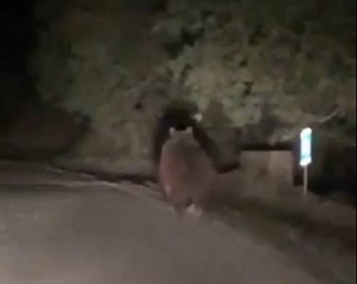 مشاهده خرس قهوه‌ای در فیروزکوه + فیلم