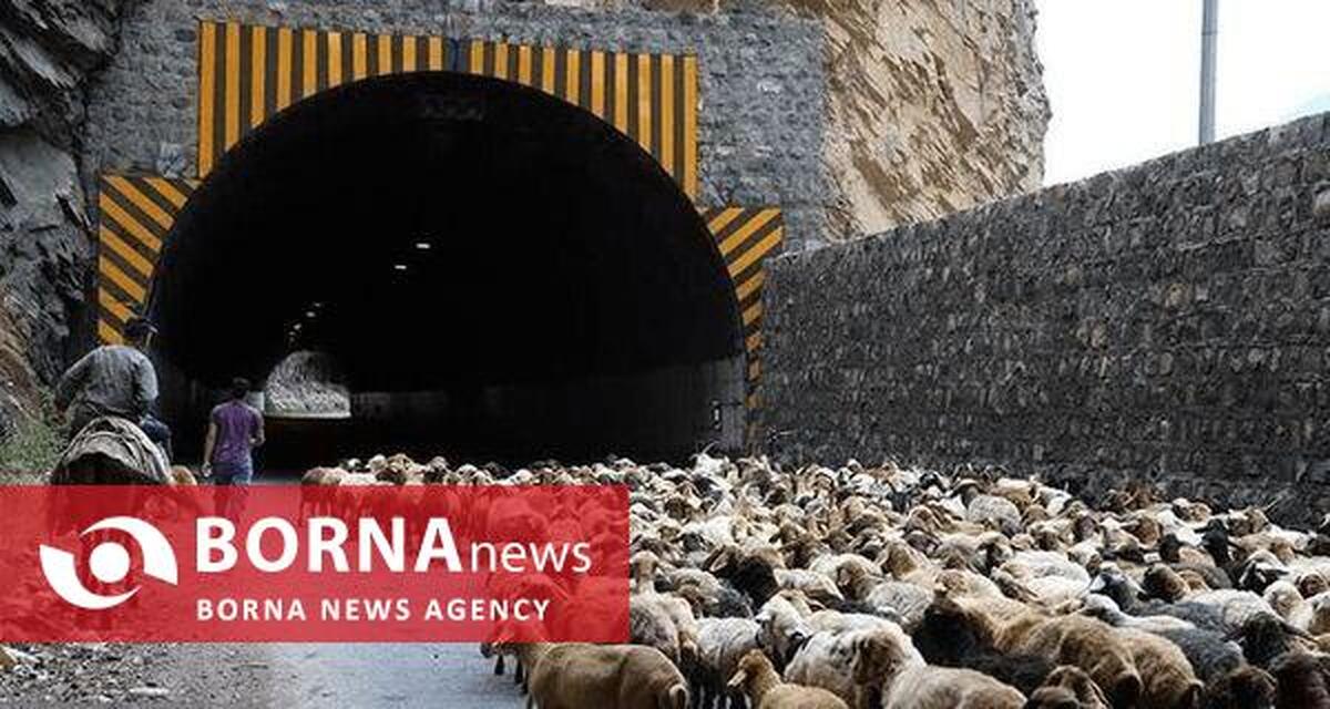 جاده چالوس به‌دلیل عبور احشام مسدود می‌شود