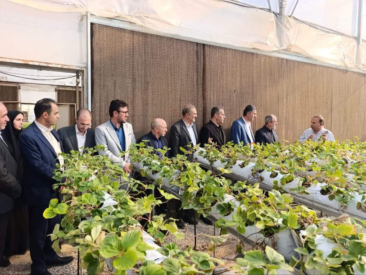 بازدید معاون اقتصادی استانداری قزوین از گلخانه هیدروپونیک توت‌فرنگی در روستای زاغه 