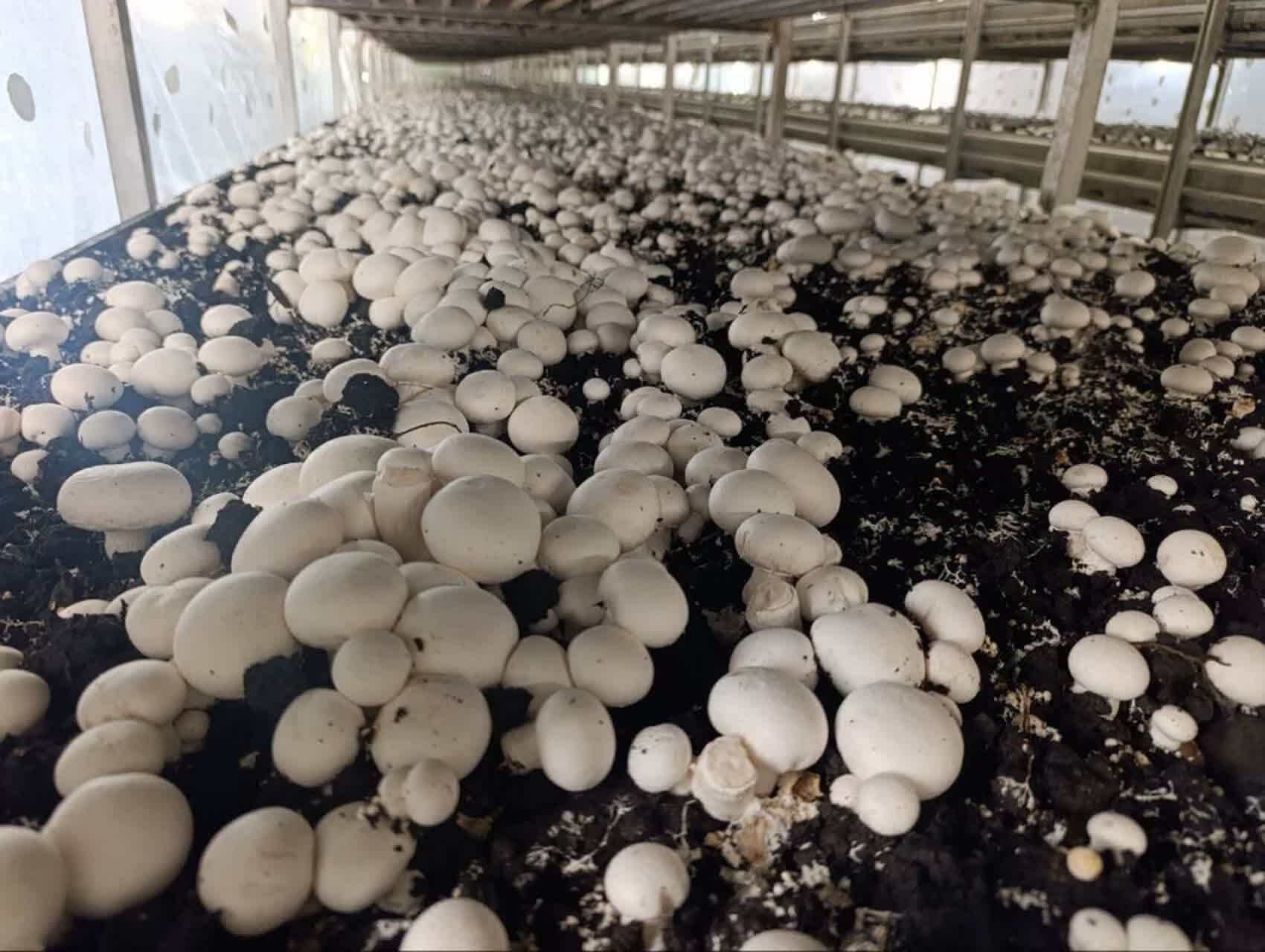 بازدید معاون اقتصادی استانداری قزوین از شرکت جلگه صدف آبیک 