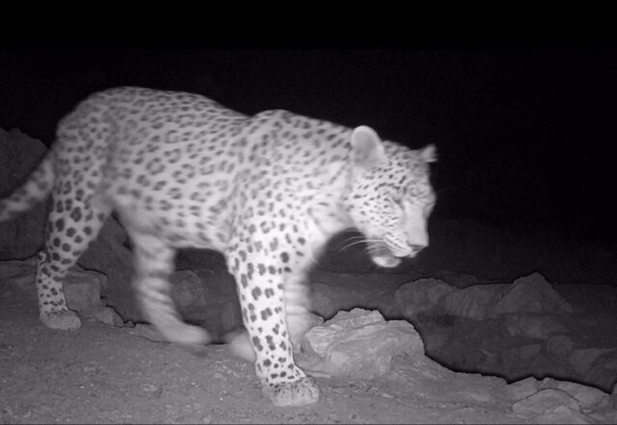 تاجگردون: تصویر پلنگ ایرانی برای نخستین‌بار در پارک ملی قطرویه ثبت شد