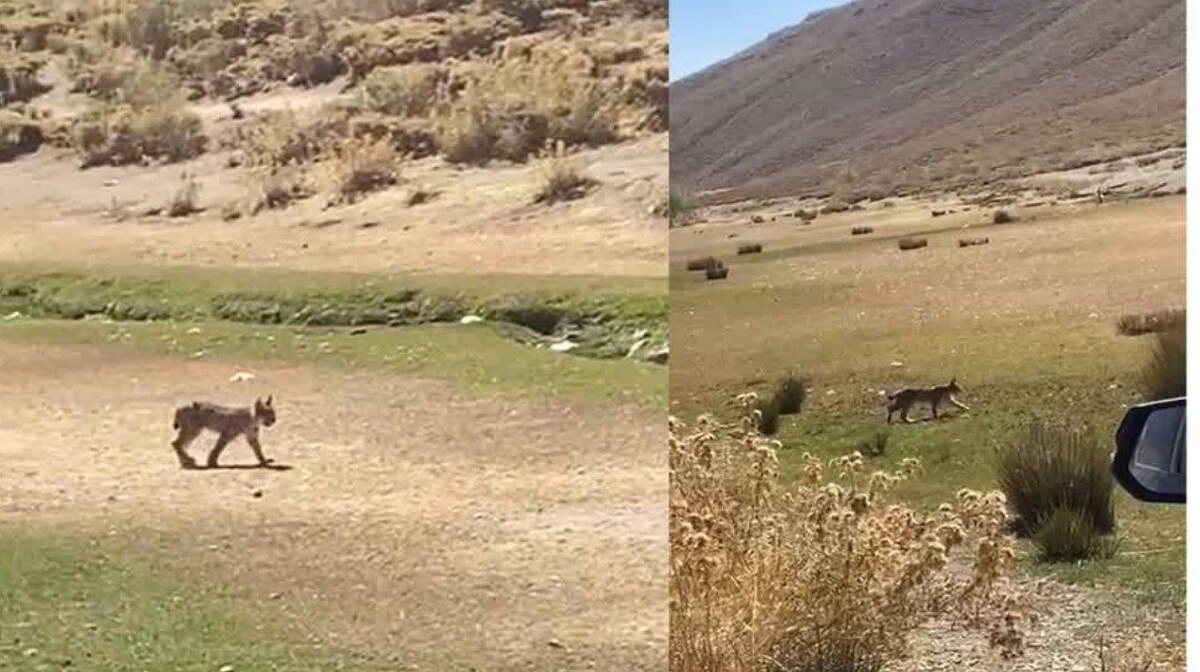 مشاهده «سیاه گوش» یکی از گونه‌های ارزشمند گربه‌سان در شهرستان فریدن