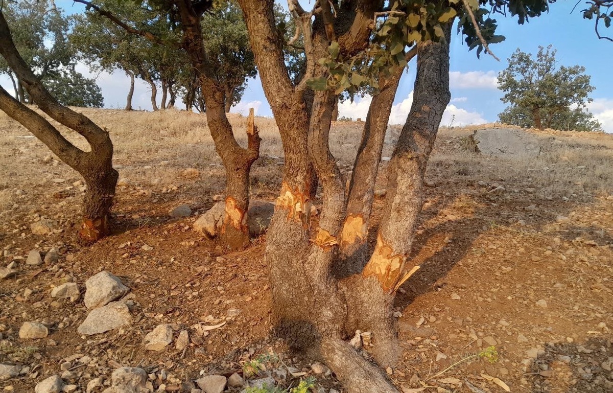 اره سودجویان بر گردن درختان بلوط در محدوده شهر ایلام