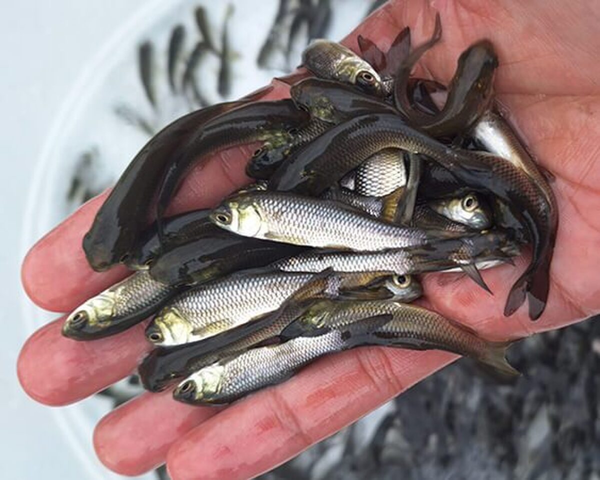 دستیابی پژوهشکده اکولوژی خلیج فارس به دانش فنی تکثیر و تولید بچه‌ماهی