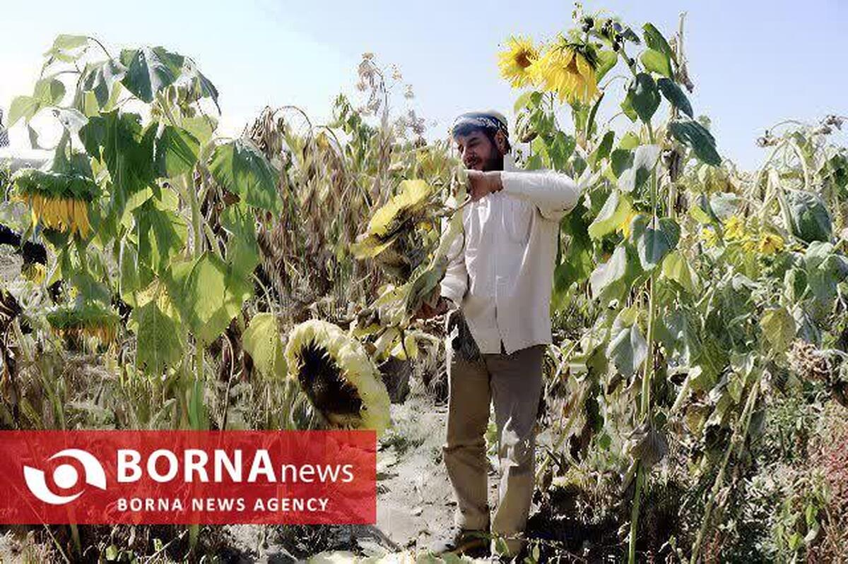 پیش‌بینی برداشت ۱۱ هزار تُن آفتابگردان از مزارع کرمانشاه