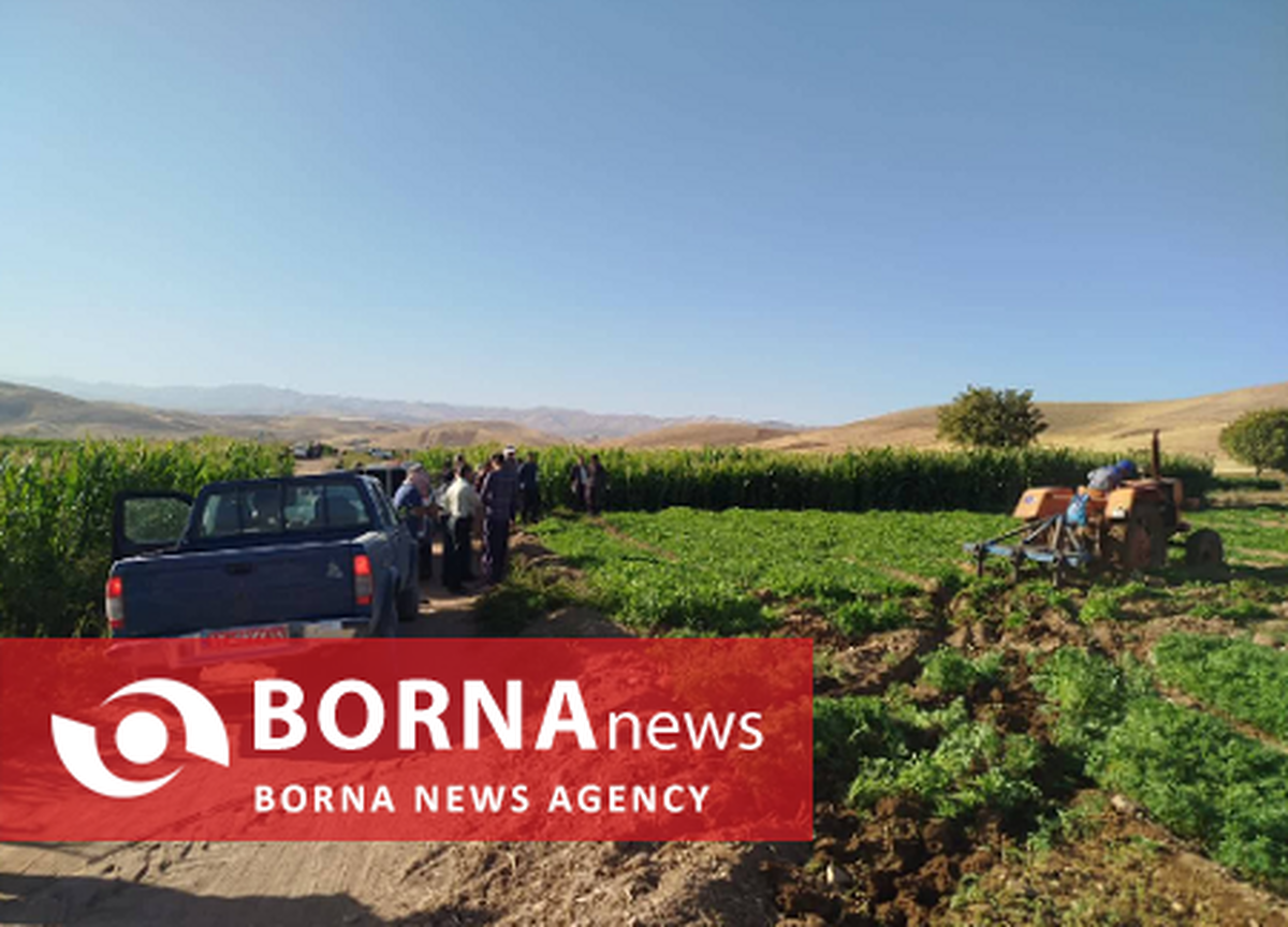 امحاء ۱۰ هکتار سبزیجات آلوده در کرمانشاه/ کشاورزان متخلف به مراجع قضایی معرفی می‌شوند