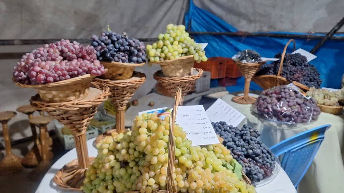 جشنواره ملی انگور در تاکستان برگزار شد