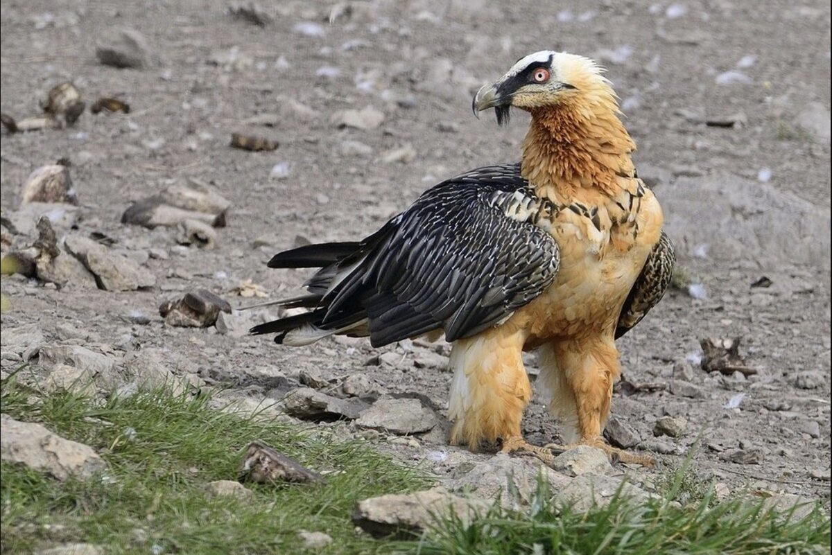 ثبت نخستین زادآوری پرنده هما در منطقه حفاظت‌شده قیصری کوهرنگ + فیلم