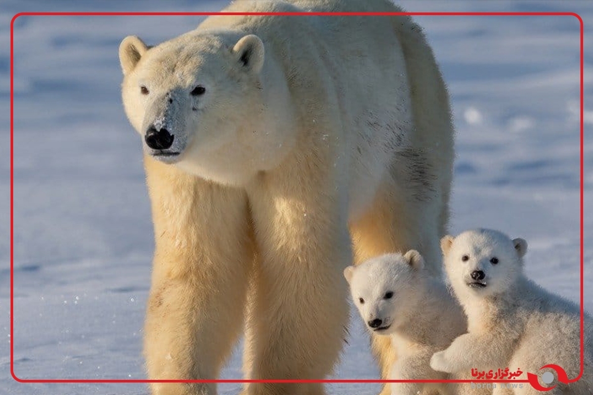 تصاویر جالب از شنای یک خرس قطبی با توله‌هایش در یاکوتیای روسیه