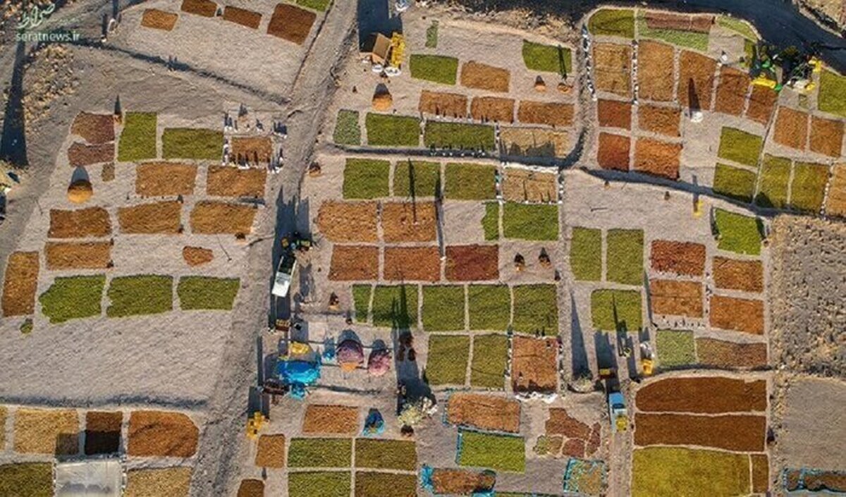 انگور جهانی ملایر دل‌نگران دغدغه‌های محلی