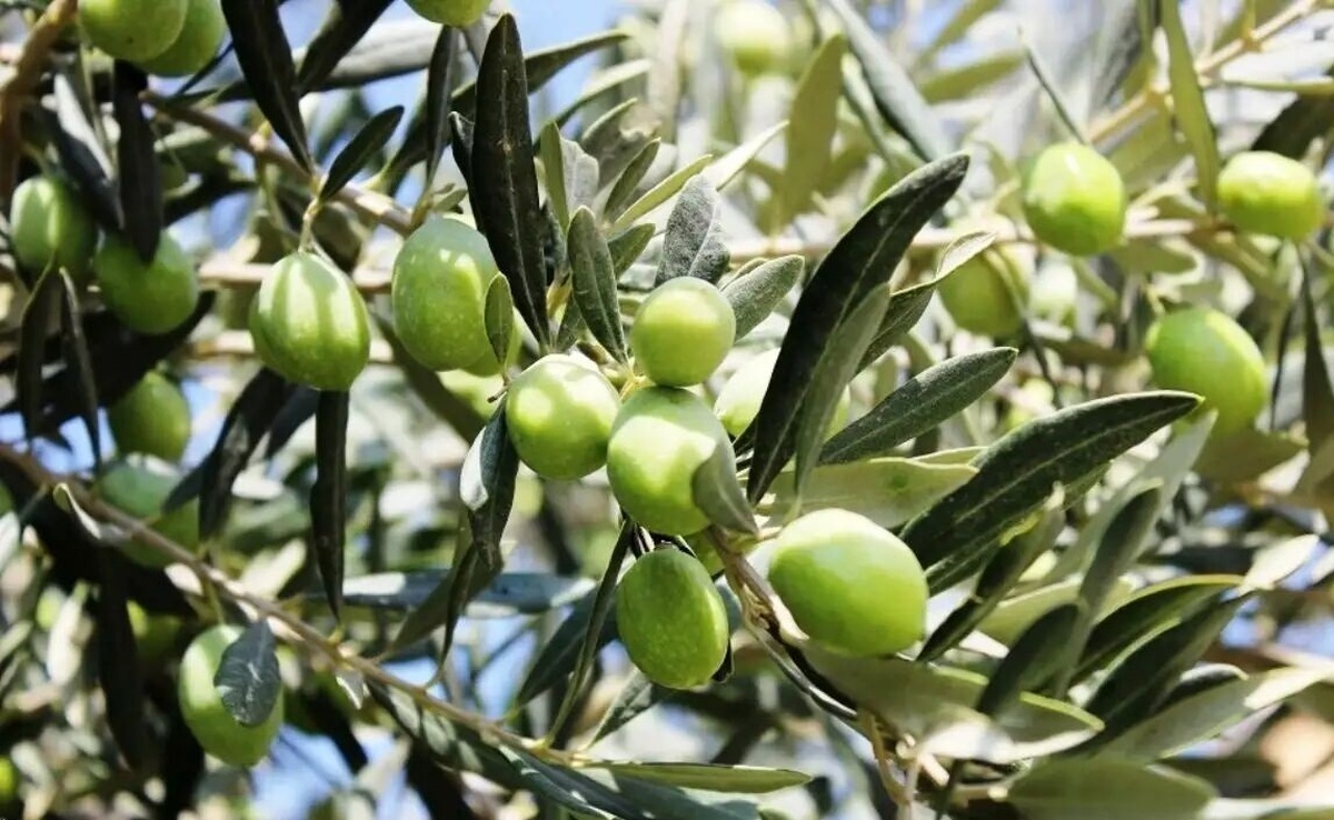 زنجان قطب زیتون ایران/ پیش‌بینی برداشت ۲۵ هزار تن محصول از باغ‌های طارم