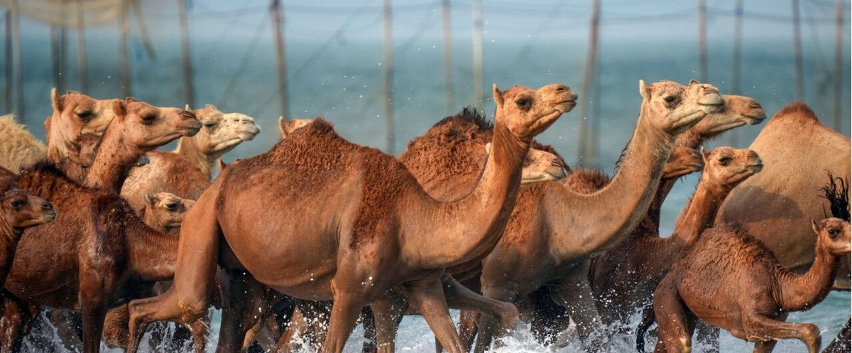 بسته شدن حلقه‌های شب‌نما به گردن و پای شترهای قشم