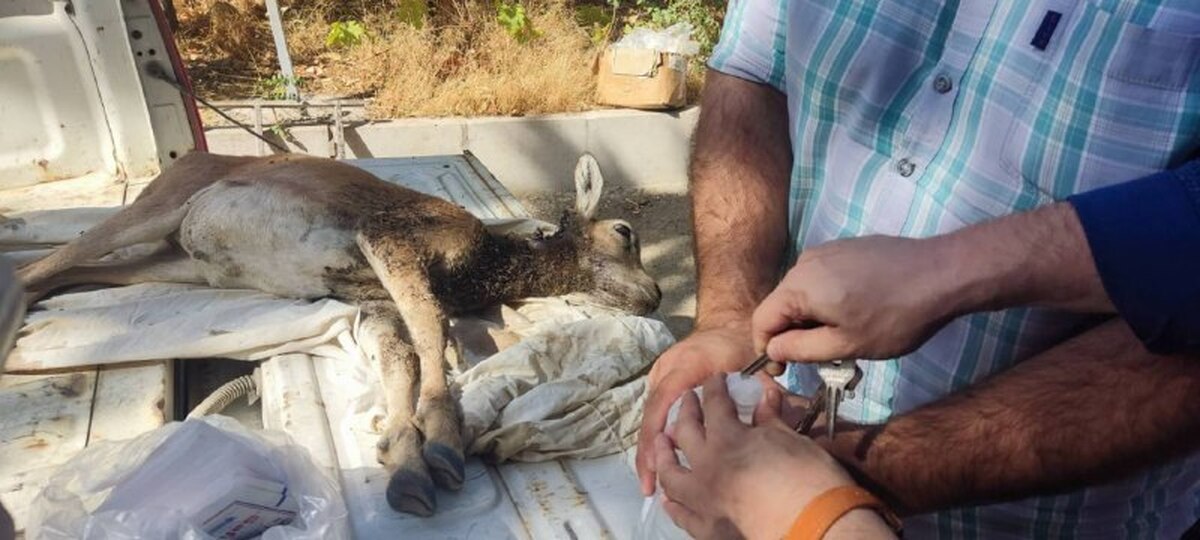 نجات از مرگ بره میش وحشی درمنطقه حفاظت شده