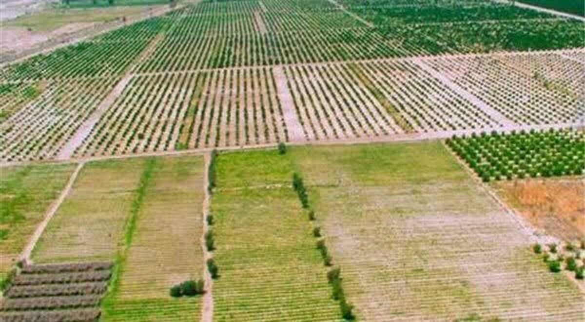 آزادسازی ۱۱۹۰۰ متر مربع از اراضی کشاورزی در شهرستان قزوین 