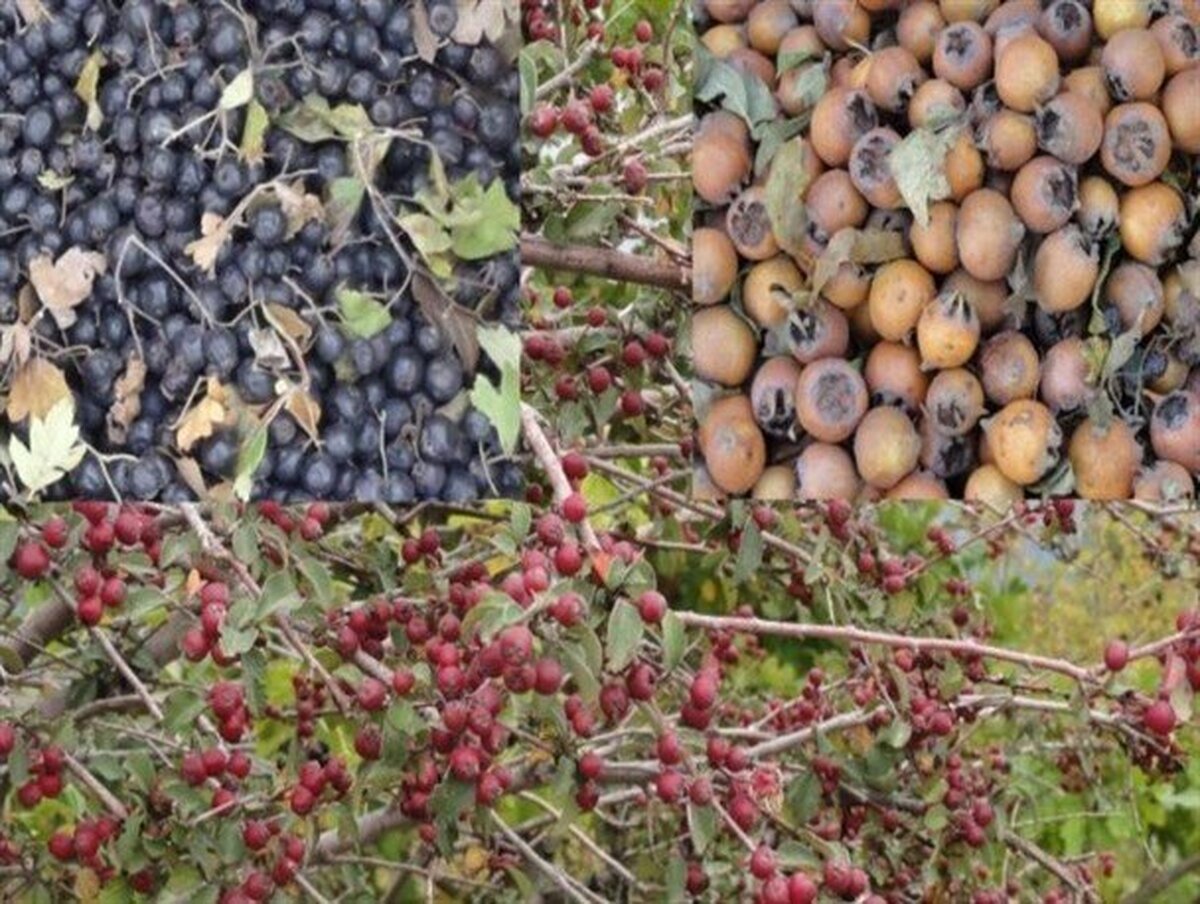 میوه‌های متنوع جنگلی؛ طلای پائیزی ناشناخته در مازندران