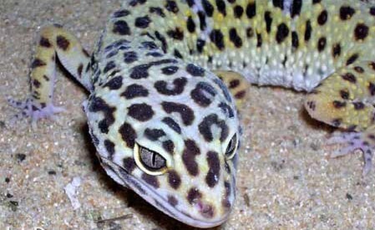 گکوی پلنگی ترکمنی در شرق استان سمنان دیده شد