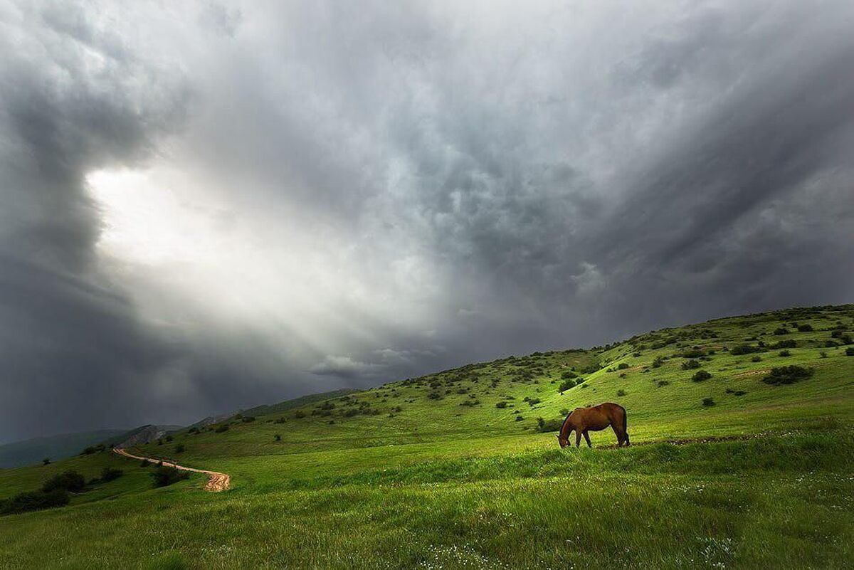 بانگ مرال‌ها در سکوت جنگل/ جهان‌نما زیر فشار شکار و تورها