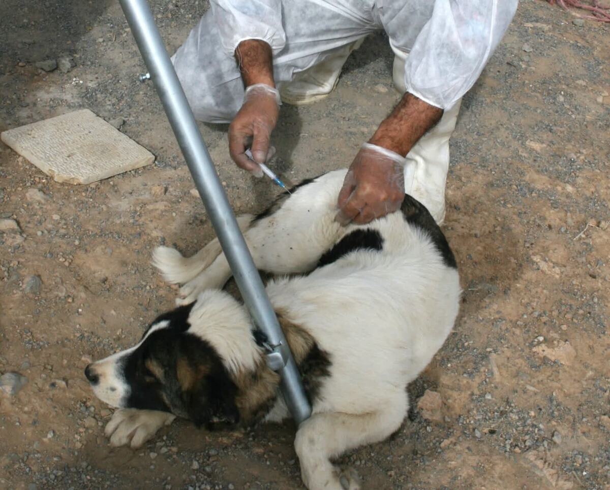 همزمان با روز جهانی هاری اعلام شد
ایمن سازی بیش از 8 هزار قلاده سگ در استان مرکزی علیه بیماری هاری