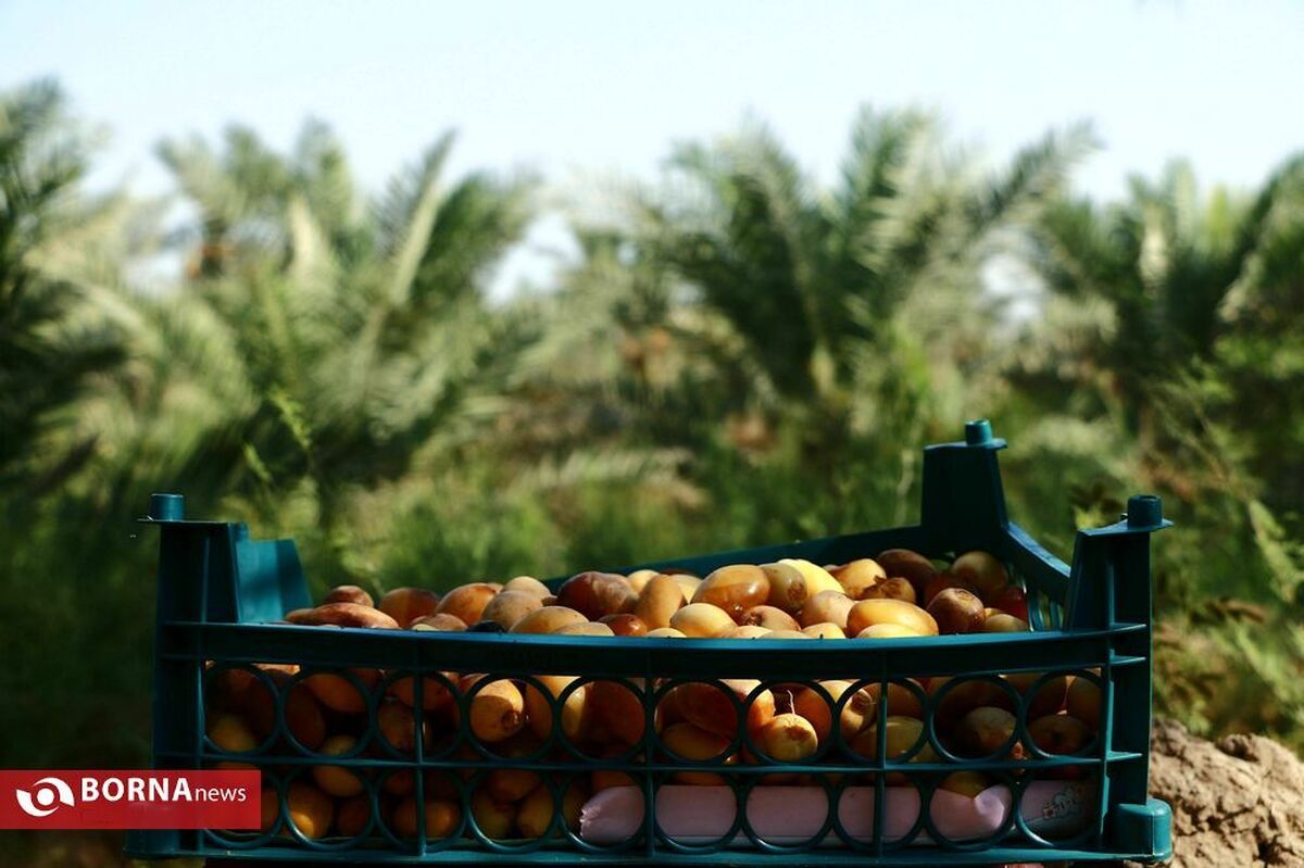 برداشت بیش از ۸ هزار تُن خارک - رطب و خرما در آبادان