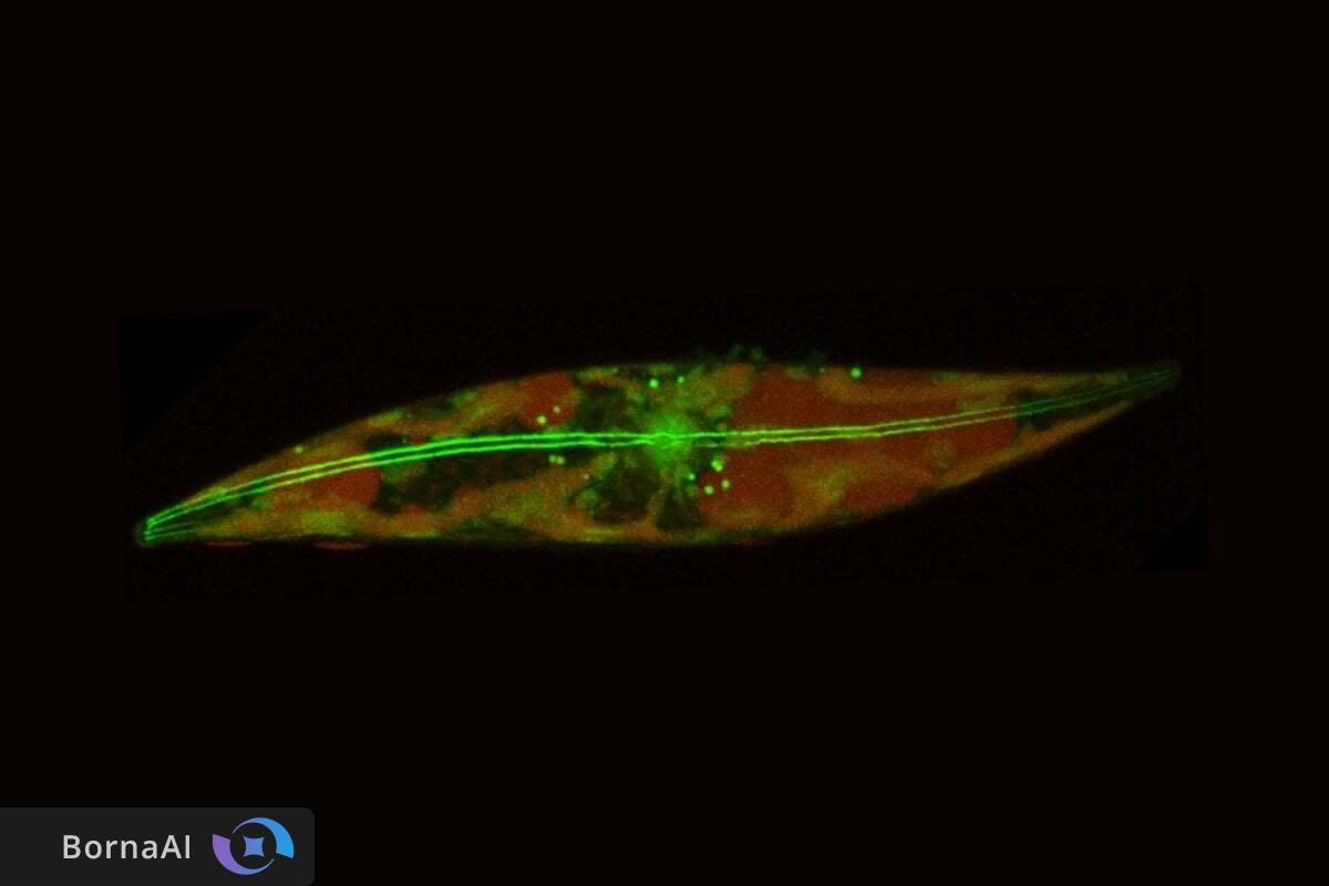 موجودات قطب شمال قواعد زیست‌شناسی را به چالش کشیده‌اند