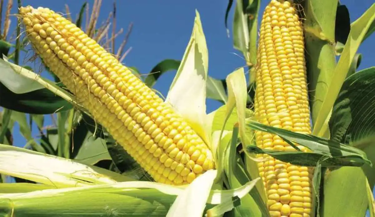 امکان ثبت سفارش ذرت دامی سهمیه پائیز از فردا