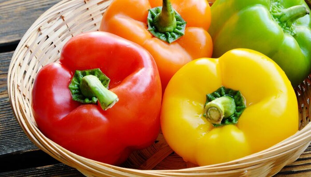 فصل کشت فلفل دلمه‌ای در بندرعباس آغاز شد