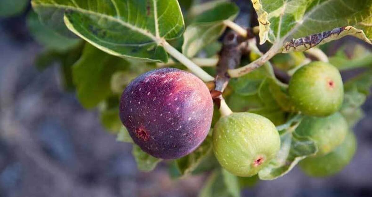 کشت انجیر در ۵۰۰ هکتار از ارضی استان ایلام