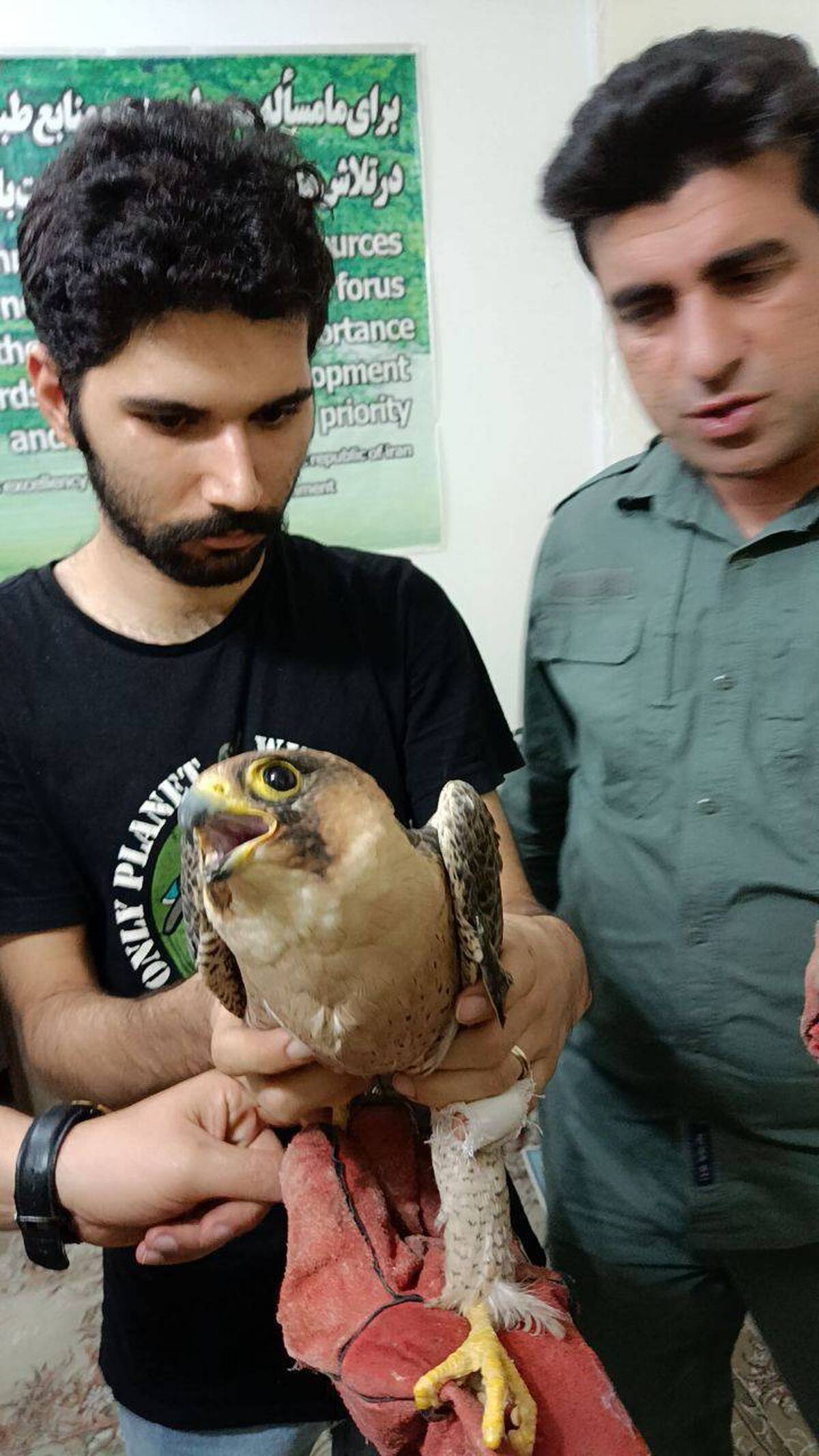 نجات دو بهله شاهین از تله صیادان و تحویل به اداره محیط زیست دزفول