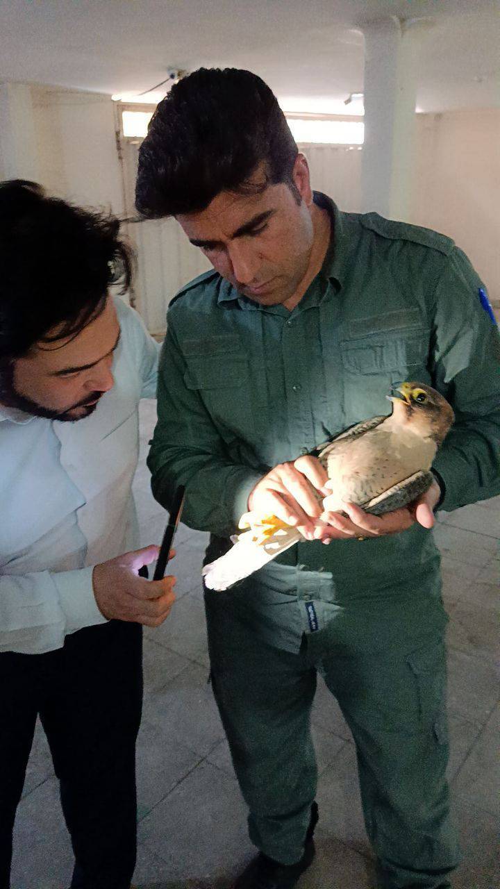 نجات دو بهله شاهین ازتله صیادان و تحویل به اداره محیط زیست دزفول