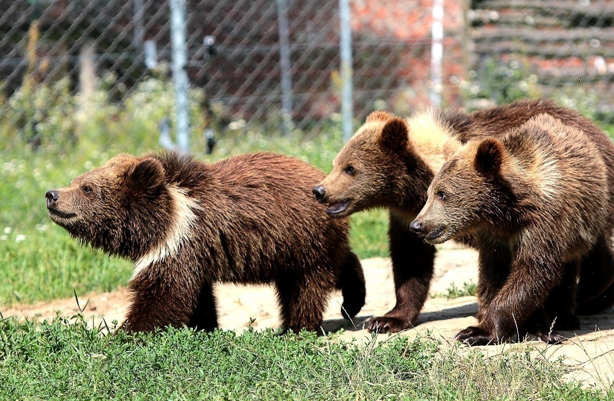 مشاهده سه قلاده خرس قهوه‌ای در ارتفاعات فیروزکوه