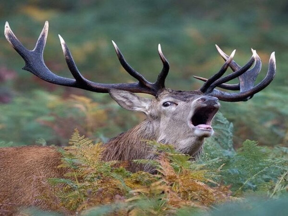 بانگ سرنوشت بلند شد/ مرال‌های گلستان در تقابل با سایه شکارچیان