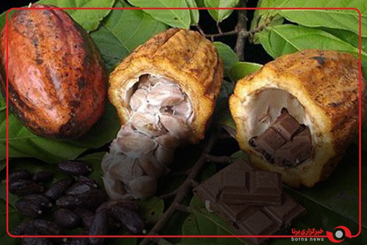 از درخت کاکائو تا ساخت شکلات