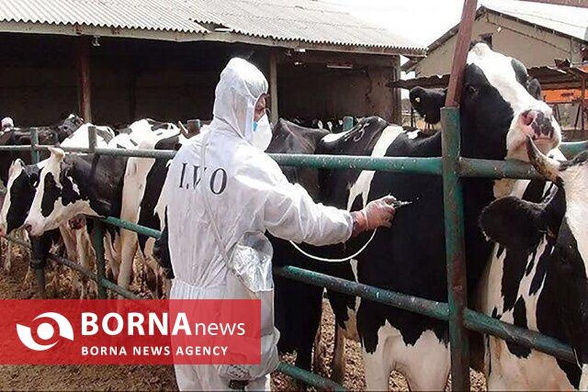 شیوع تب برفکی در استان‌های مجاور البرز و هشدار و کنترل جدی برای جلوگیری از خسارت‌های اقتصادی