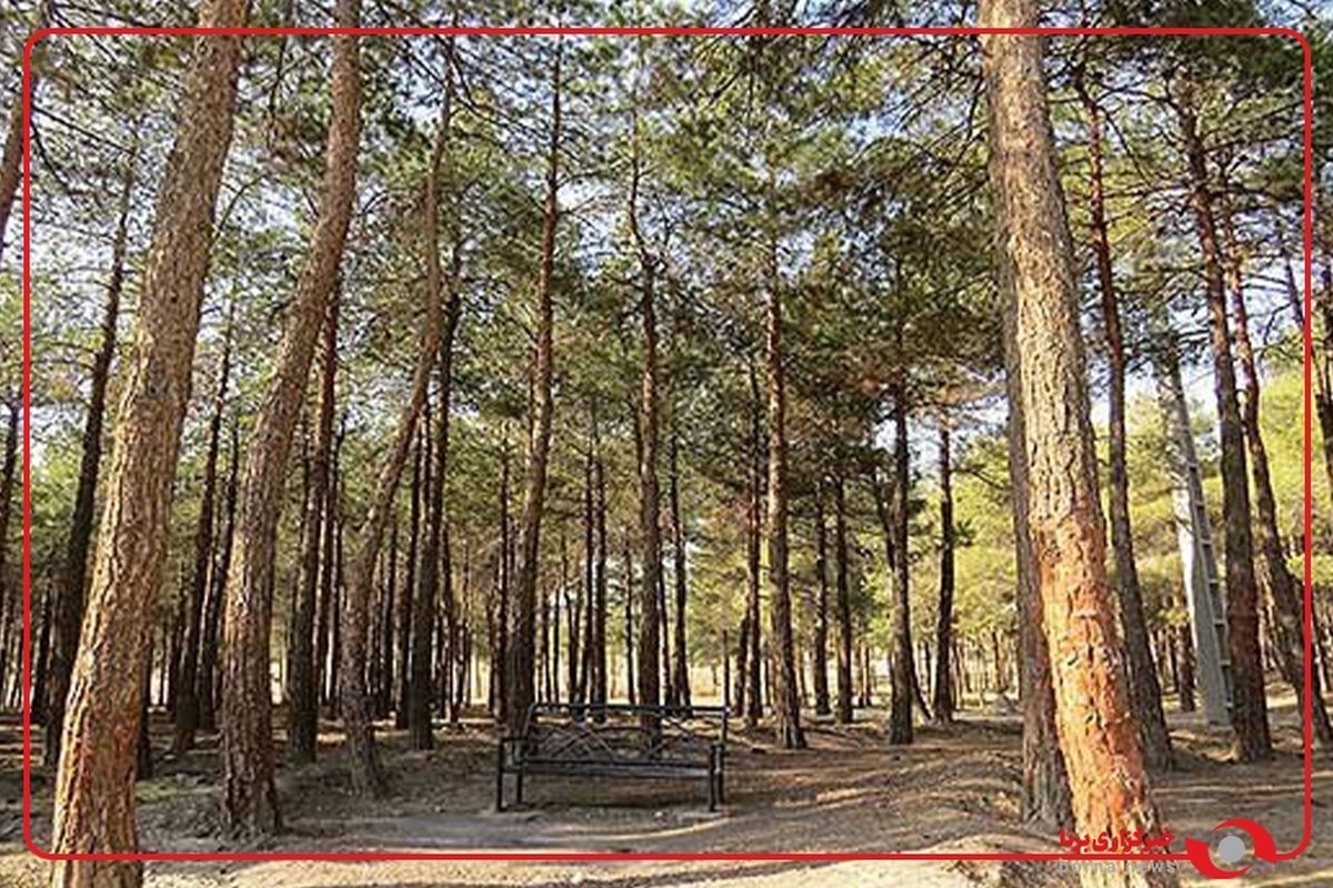 درختان پارک چیتگر از بی‌آبی در صف مرگ هستند