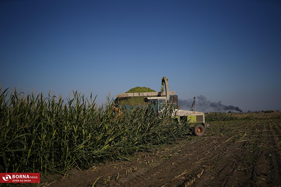 برداشت ذرت در آزادشهر گلستان